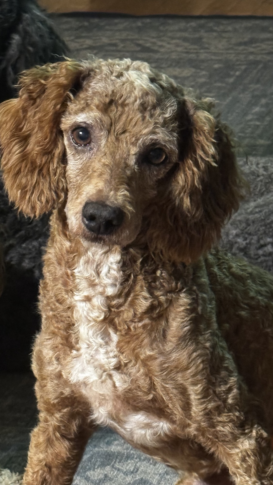 Banjo